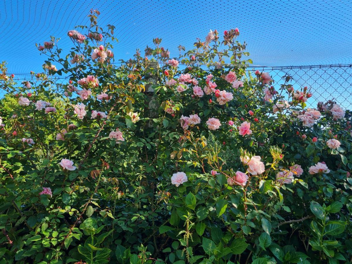 Domaine De La Cour Vautier Bed & Breakfast Mandeville-en-Bessin Exterior foto